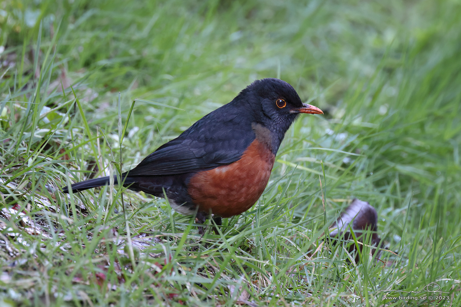 LA SELLE THRUSH (Turdus swalesi) - Stng / Close